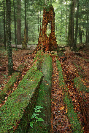 HoleInTreeWide JDA2 LRC