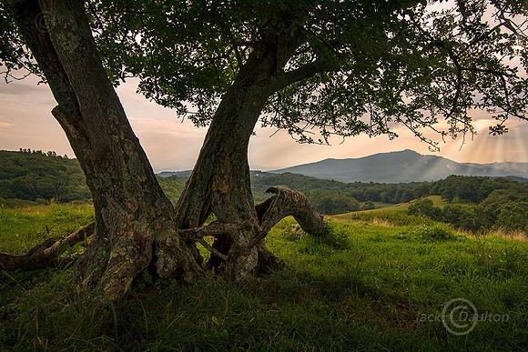 Grandfather Mtn from Moses Cone Memorial park, BRP, NC JDA