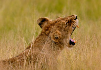 _DSC4756JDA