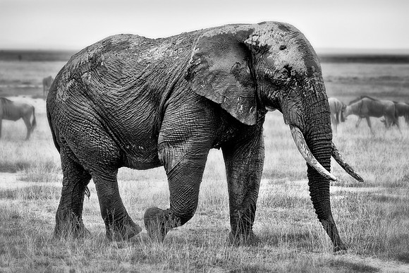 _DSC4434JDA