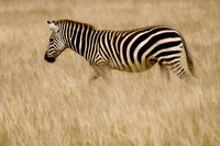 _DSC4315JDA2