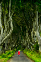 Dark Hedges, N JDASndwh