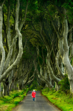 Dark Hedges, N JDASndwh