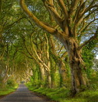 Dark Hedges, N90-92 HDRJDAcrp
