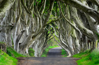 Dark Hedges, N55JDA LRC
