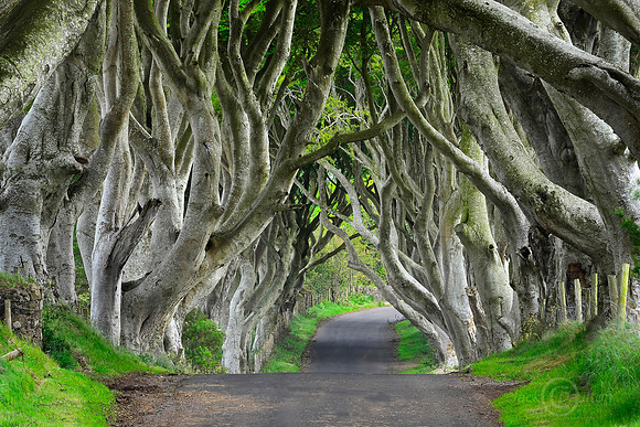 Dark Hedges, N55JDA LRC