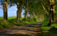 Dark Hedges, N_71-73 HDRjdA LRC