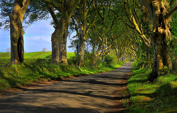 Dark Hedges, N_71-73 HDRjdA LRC