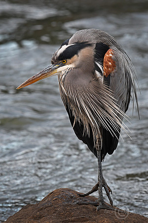 DSC_0661JDALRC