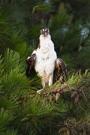DSC_0211JDALRC