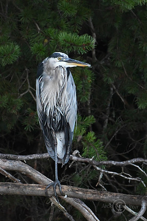 DSC_0225JDALRC