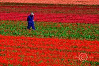 _DSC1744JDALRC