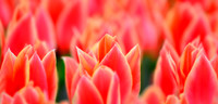 _DSC1405JDA
