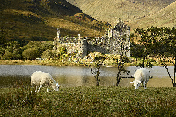 Kilchurn Castle w sheepJDA LRC
