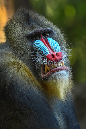4996Mandrill1JDA LRC