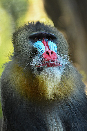 5079MAndrill5JDA LRC5