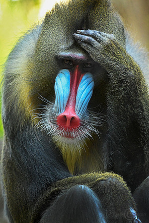 5088Mandrill4JDA LRC4