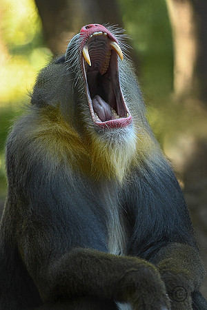 5025Mandrill6JDA LRC2