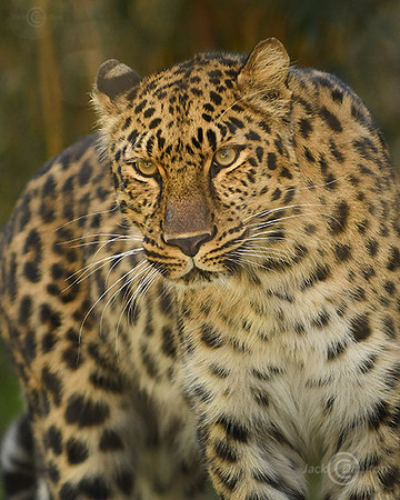 DSC_4762JDA LRC