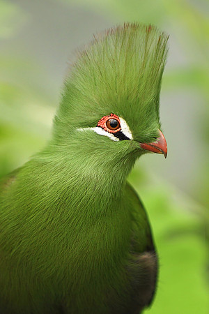 Green Turaco, Jack Daulton LR