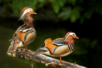 Mandarin Ducks in Rain, JackDaulton LR