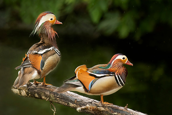 Mandarin Ducks in Rain, JackDaulton LR