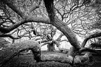 _7500892JDaultonbw2LRC