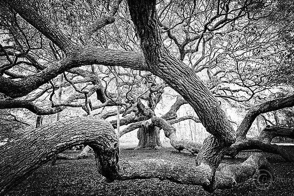 _7500892JDaultonbw2LRC