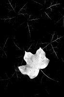 Nature 1 (9)