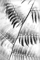 Nature 1 (15)