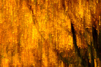 Nature 1 (20)