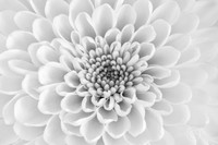 _7502702JDA bw LRC2