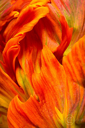 _DSC0645JDA2 LRC