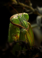 _DSC2622A