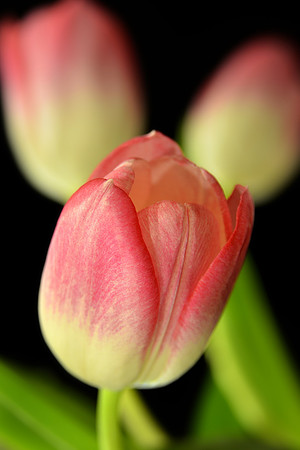 _DSC4186JDA