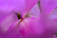 _DSC4895JDA LRC2