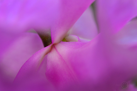 _DSC4895JDA LRC2