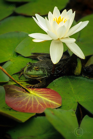 AcadiaFrog -JDA LRC