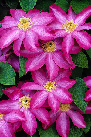 clematis vine JDA LRC