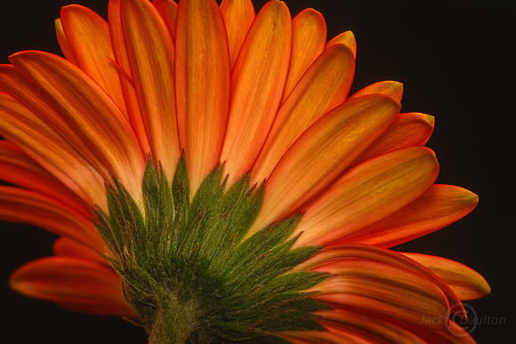 Flower scan2 2-2018 JDA LRC2