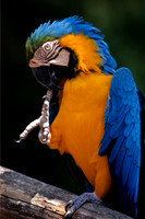 Macaw1 -A