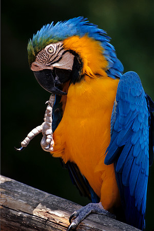 Macaw1 -A