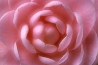 Pink soft flower JDA LRC