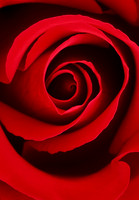 Red Rose A