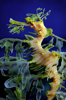 SeaDragon 2B (56)JDA LRC