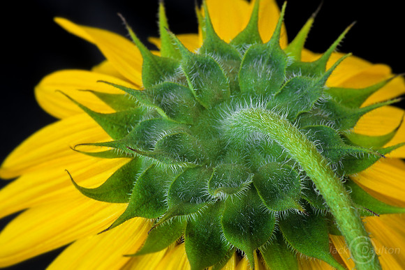 sunflower back JDA2 LRC