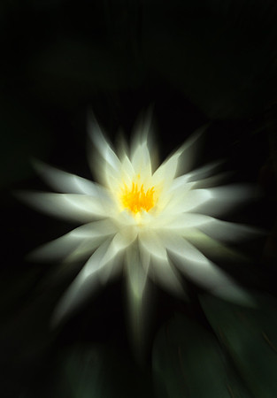 Water Lily zoom A