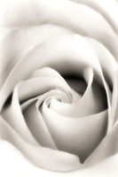 White Rose JDA2 BW