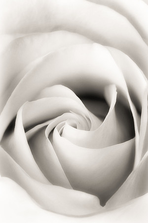 White Rose JDA2 BW