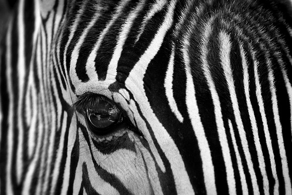 ZebraEye -A bw
